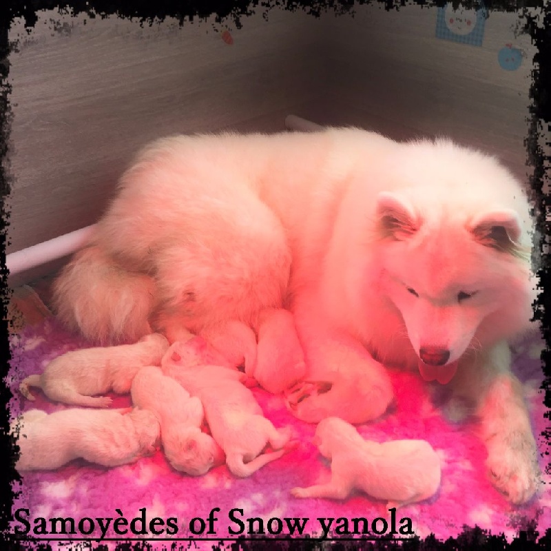 of Snow Yanola - Samoyède - Portée née le 11/09/2016