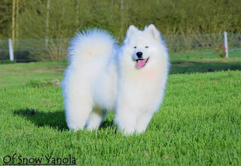 Magic's molly of Snow Yanola