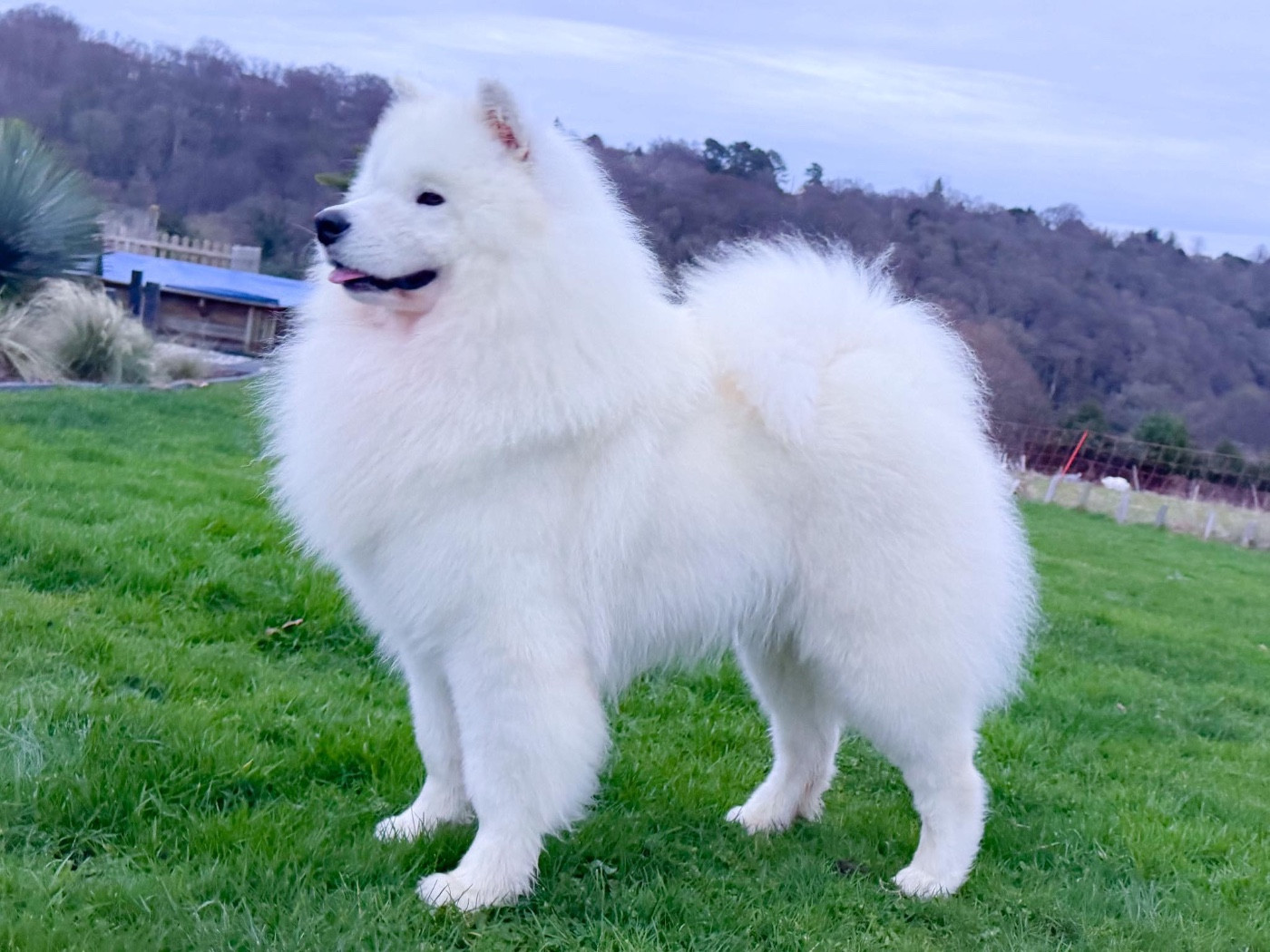 klajokliu suo Joy of victory