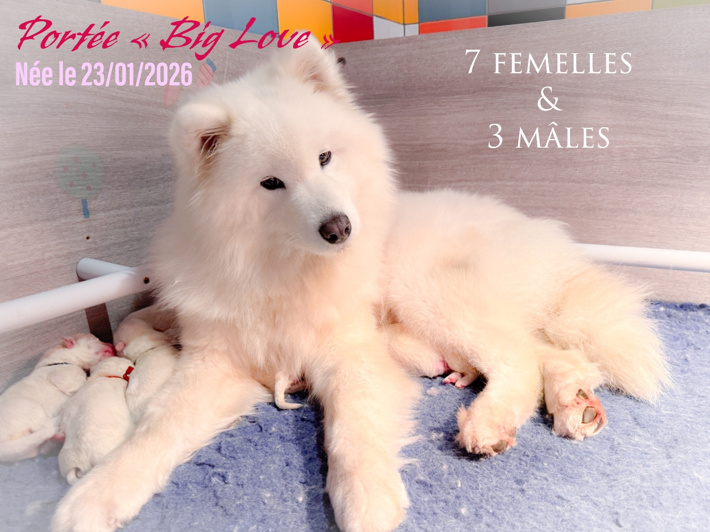 Ils sont nés, et ils sont 10 !!