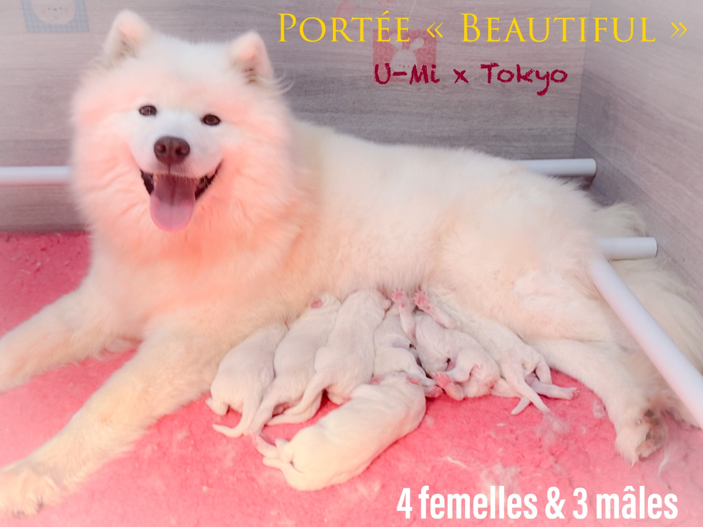 ✨✨✨ Nouvelles naissances à l élevage ✨✨✨