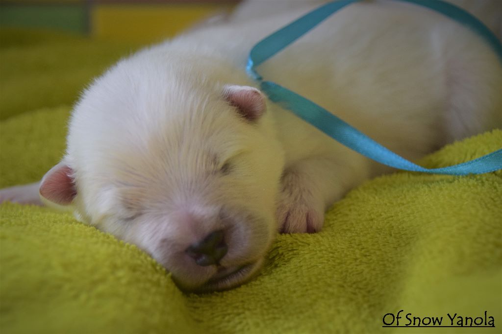 of Snow Yanola - Les 1ères photos individuelles des bébés