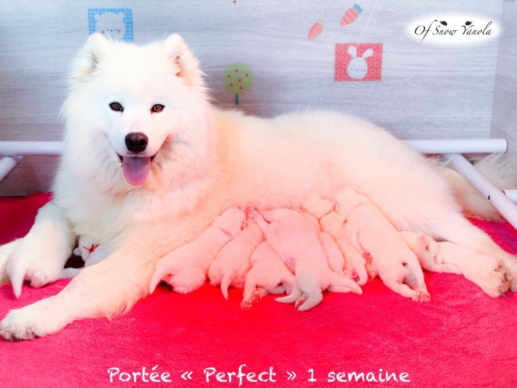 Portée PERFECT née le 17/05/2019