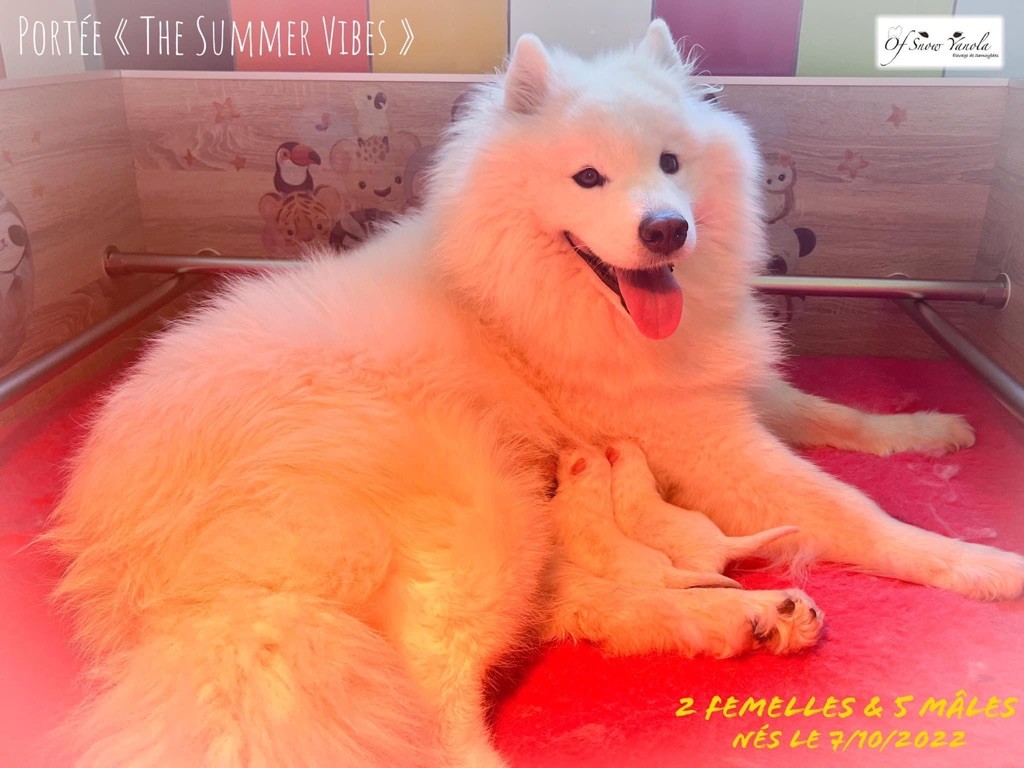 Portée « The Summer Vibes » née le 7/10/2022