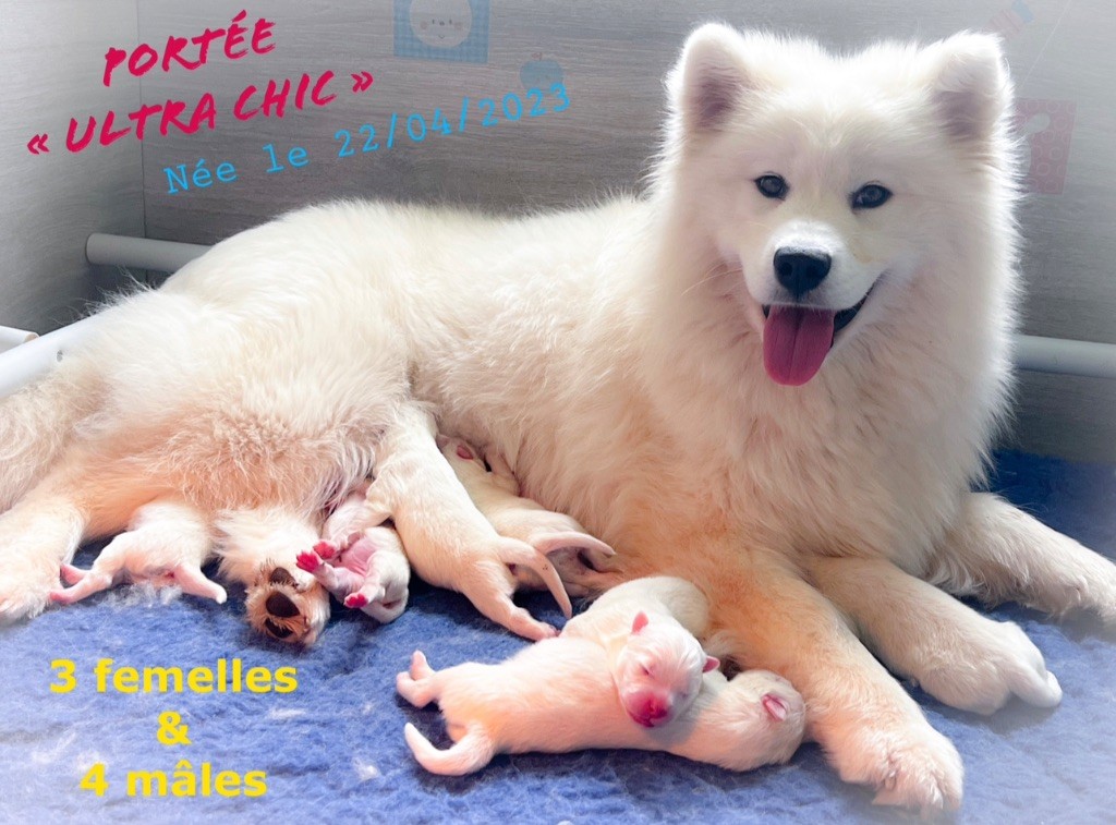 Chiot Samoyède of Snow Yanola