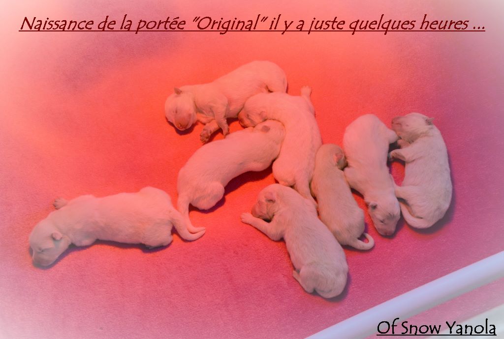 Chiot Samoyède of Snow Yanola