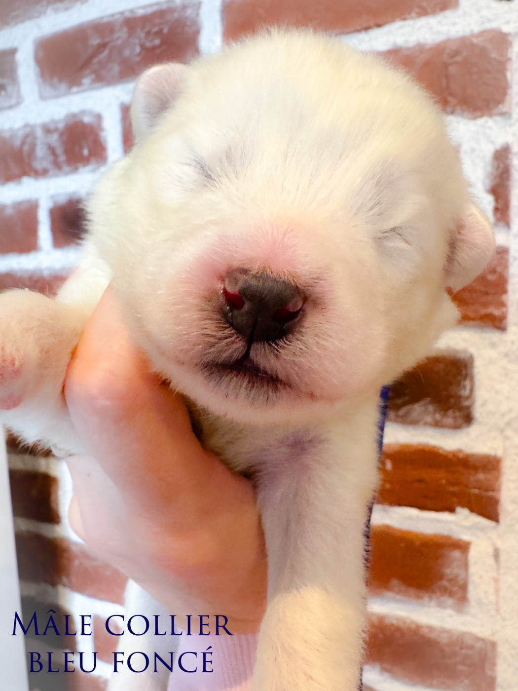 of Snow Yanola - Chiots disponibles - Samoyède