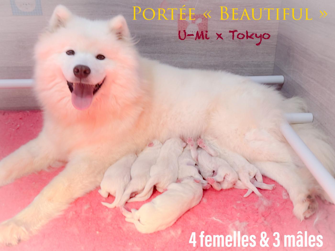 of Snow Yanola - Samoyède - Portée née le 28/02/2026