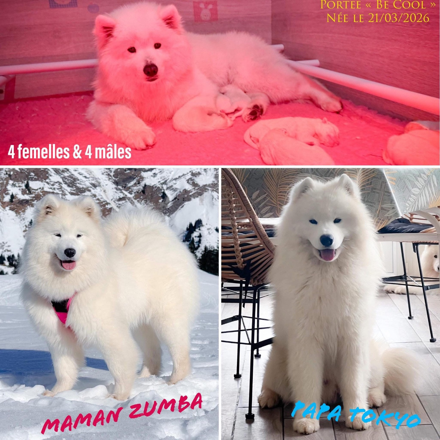 of Snow Yanola - Samoyède - Portée née le 21/03/2026