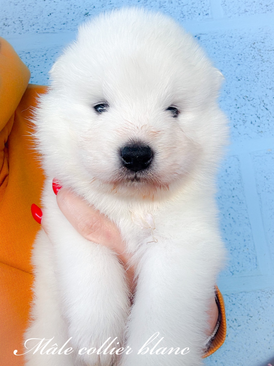 of Snow Yanola - Chiots disponibles - Samoyède