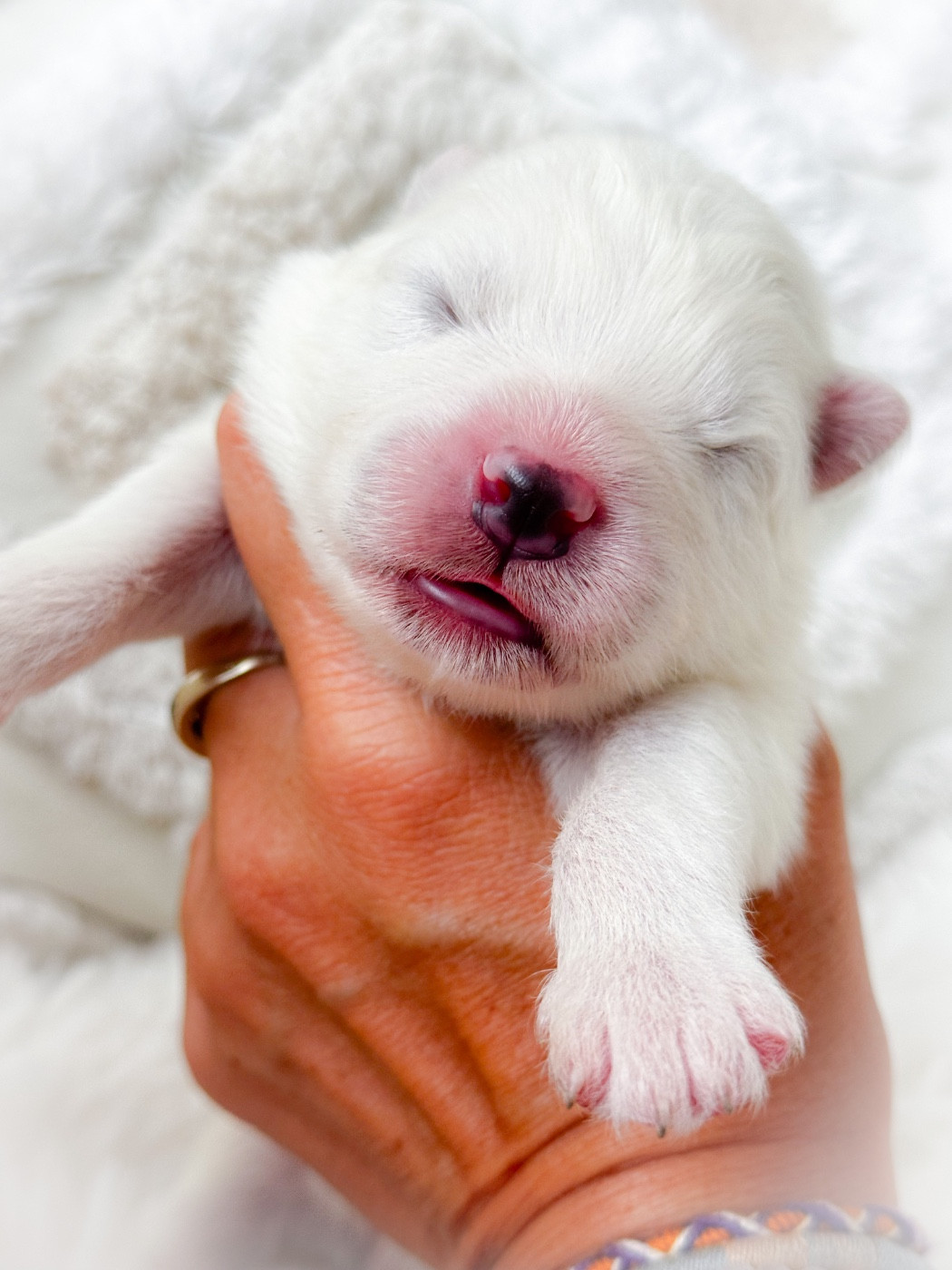 of Snow Yanola - Chiots disponibles - Samoyède