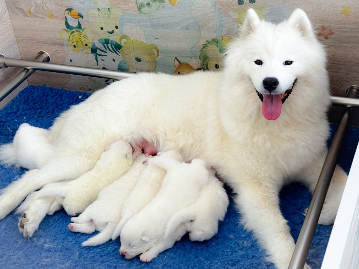 Chiot Samoyède of Snow Yanola