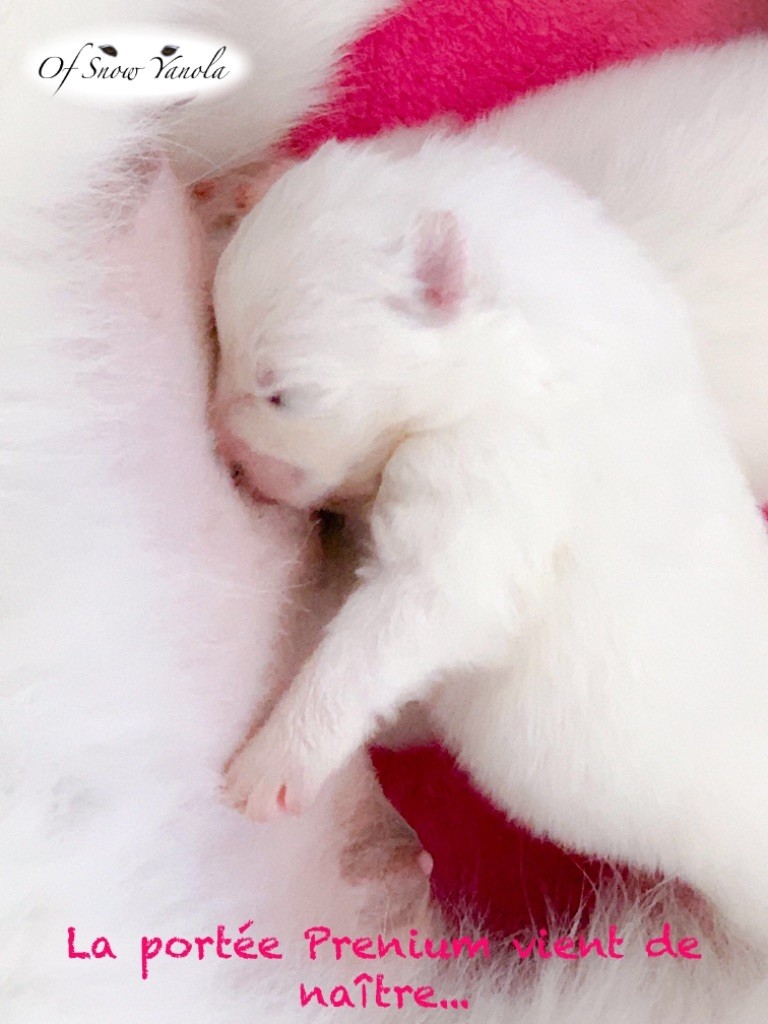Chiot Samoyède of Snow Yanola
