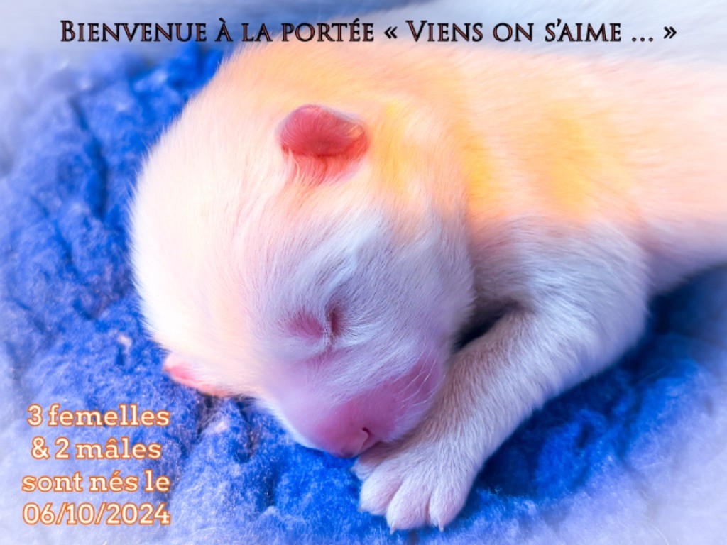 Chiot Samoyède of Snow Yanola