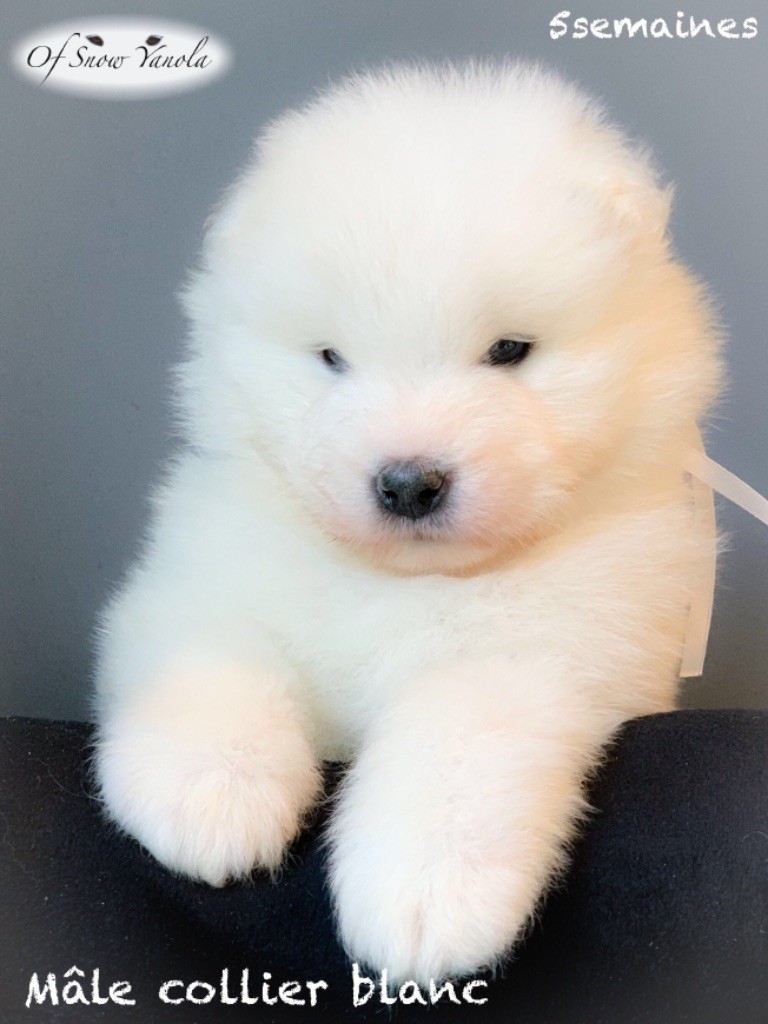 Chiot Samoyède of Snow Yanola
