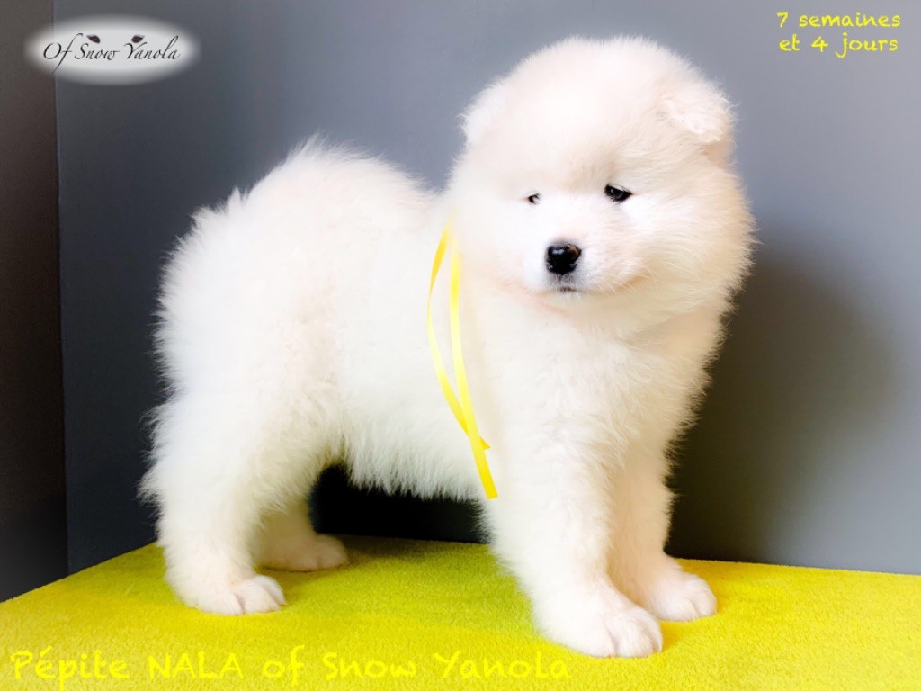 Chiot Samoyède of Snow Yanola