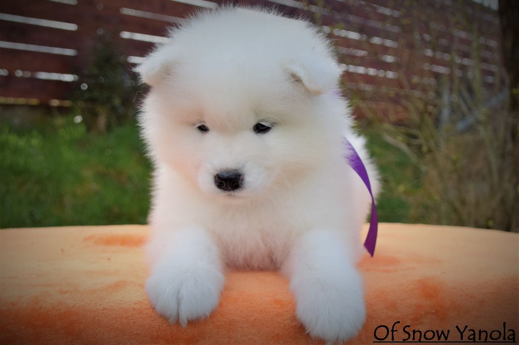 Original KIMIE of Snow Yanola (Violet)