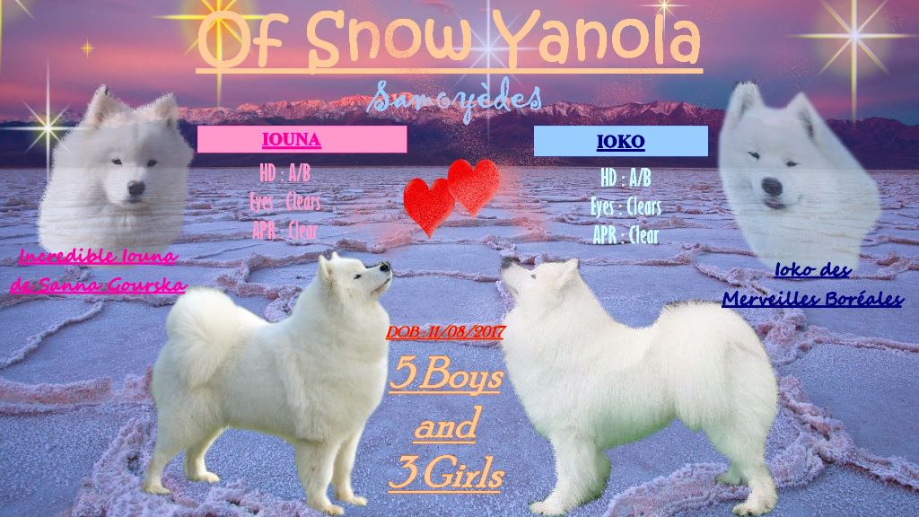 Chiot Samoyède of Snow Yanola