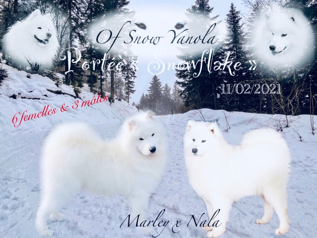 Chiot Samoyède of Snow Yanola