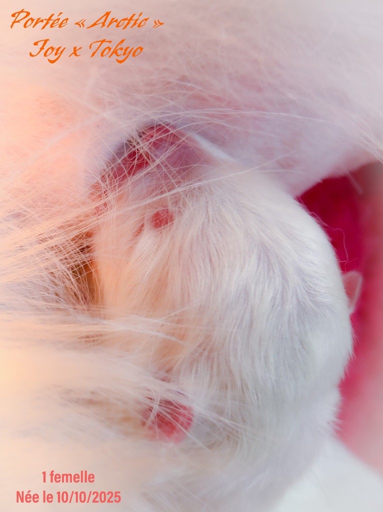 of Snow Yanola - Samoyède - Portée née le 10/10/2025