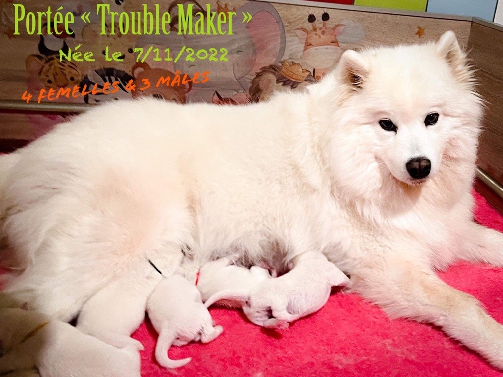 Chiot Samoyède of Snow Yanola