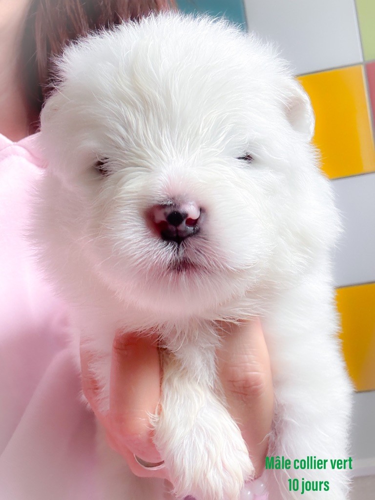 of Snow Yanola - Chiots disponibles - Samoyède
