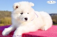 Polar Bear Petite Plume of Snow Yanola (violet)