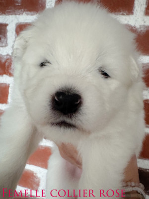 Beautiful BROWNIE of Snow Yanola (rose)