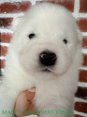 Beautiful BHAO of Snow Yanola (vert foncé)