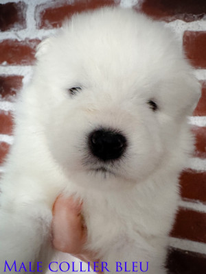 Beautiful BALTIK of Snow Yanola (bleu)