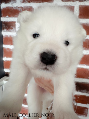 Beautiful YOSHI KIWI of Snow Yanola (noir)