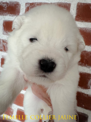 Beautiful MEIKO of Snow Yanola (jaune)