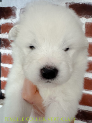 Beautiful ROSSINY of Snow Yanola (vert clair)