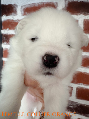 Beautiful BOMI of Snow Yanola (orange)