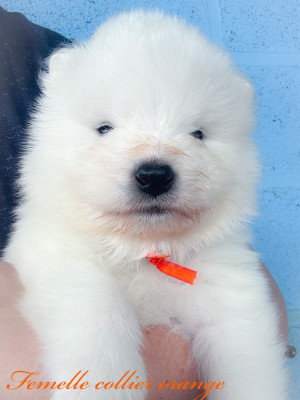 Femelle collier orange