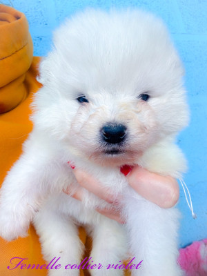 Femelle collier violet