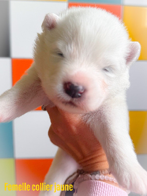 Amazing Hee-Do of Snow Yanola (jaune)