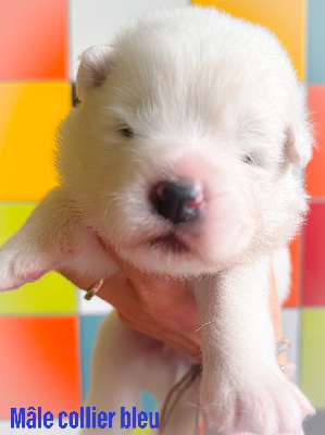 Amazing Krokmou of Snow Yanola (bleu)