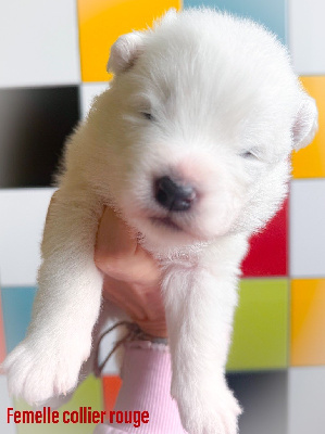 Amazing Alma of Snow Yanola (rouge)