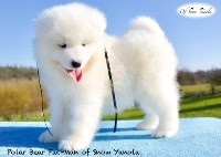Polar Bear Pac-Man of Snow Yanola (noir)