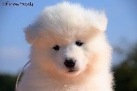 OMG Oona of Snow Yanola (rose clair)