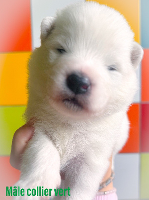 Amazing Milou of Snow Yanola (vert)