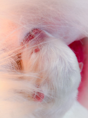 Femelle collier rose