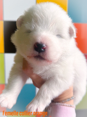 Amazing Noukie of Snow Yanola (orange)