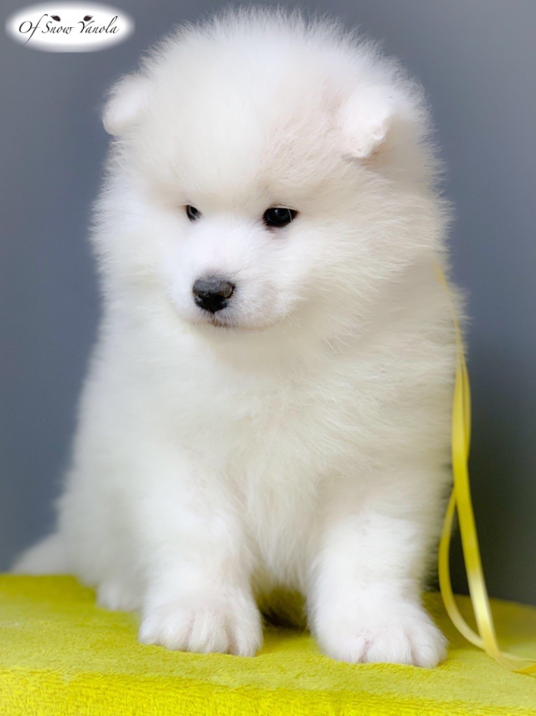 Chiot Samoyède of Snow Yanola
