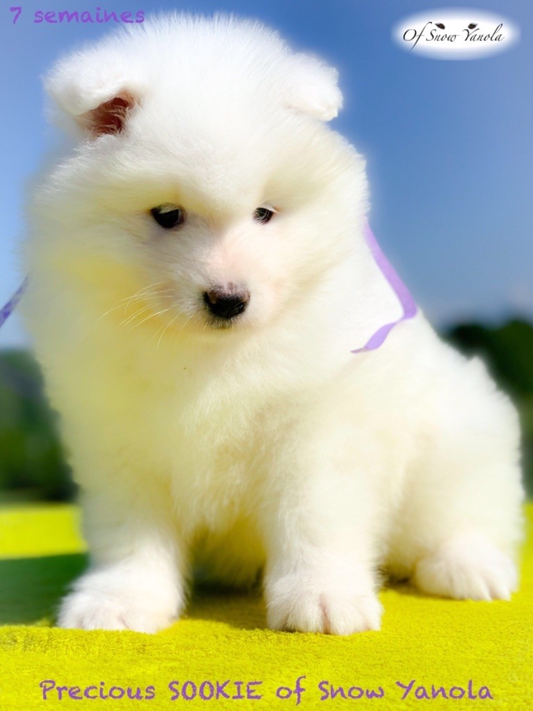 Precious Sookie of Snow Yanola dit MOON (violet)