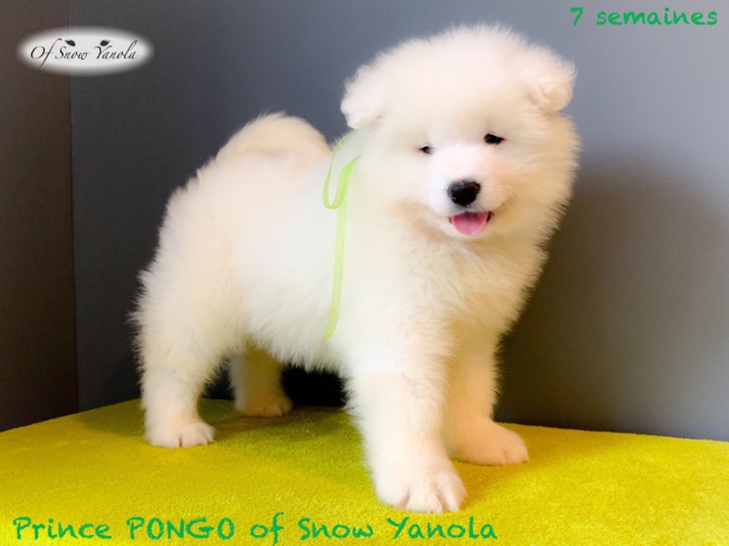 Chiot Samoyède of Snow Yanola