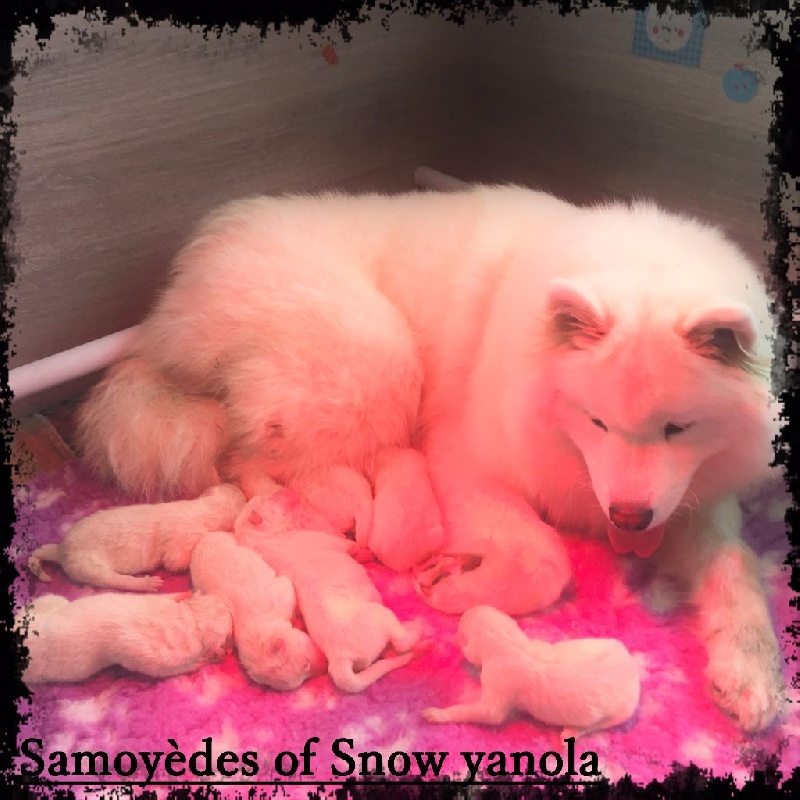 Chiot Samoyède of Snow Yanola