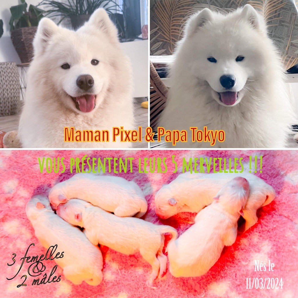 Chiot Samoyède of Snow Yanola