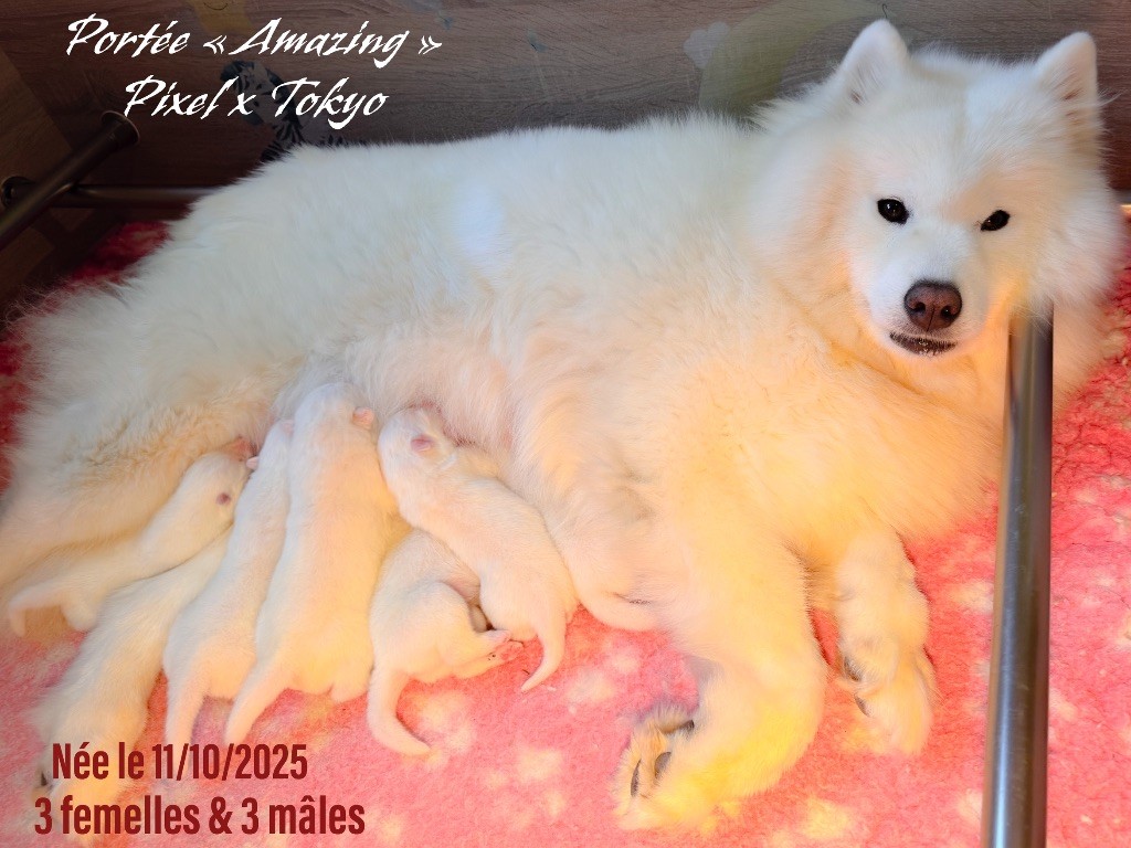 of Snow Yanola - Samoyède - Portée née le 11/10/2025